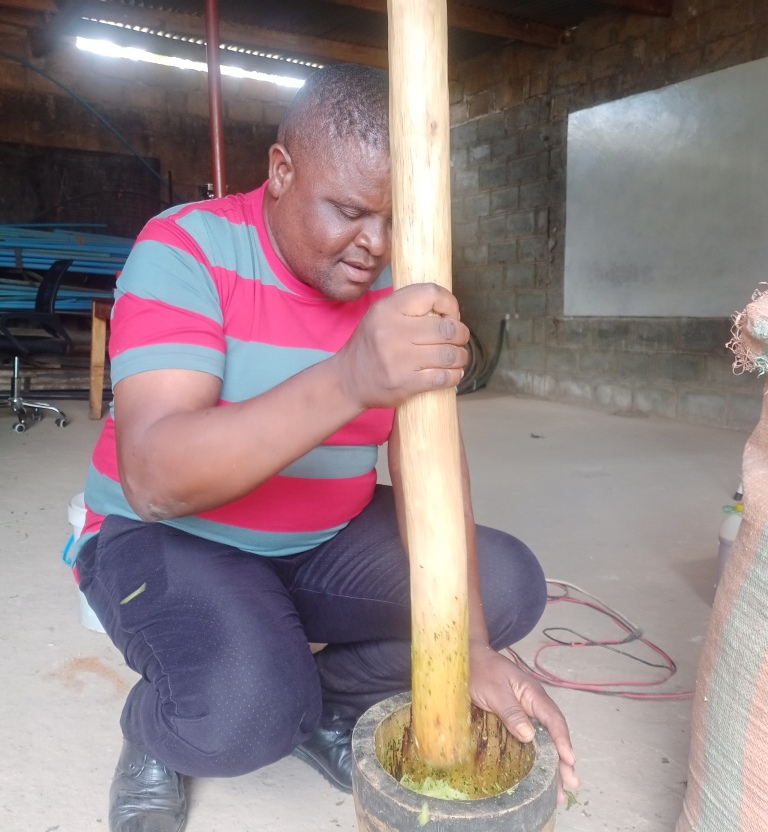 Temelelani is pounding papaya roots and unripe fruit